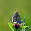 Blue butterfly on the green plant