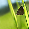 Brown butterfly on the grass
