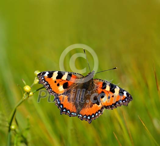 Butterfly with spread wings Butterfly with spread wings