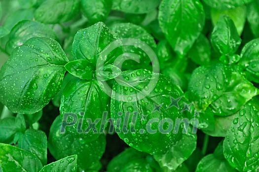 Green background of fresh basil