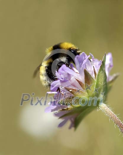 Busy bumblebee on a flower