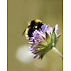 Busy bumblebee on a flower