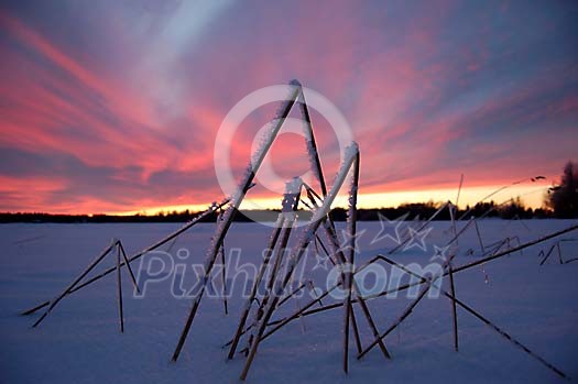 Snowy straws and sunset
