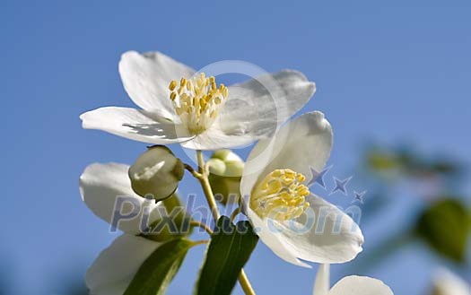 Blossoming white blooms