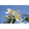 Blossoming white blooms