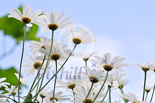 Background of blooming daisies