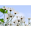 Background of blooming daisies