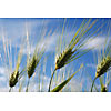 Growing grain under blue sky