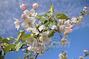 Blooming apple tree branch Blooming apple tree branch