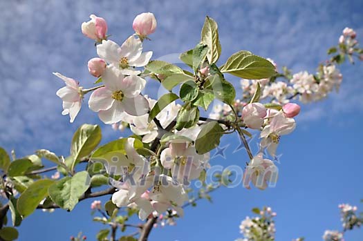 Blooming apple tree branch