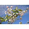 Blooming apple tree branch