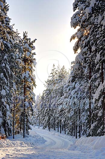 Snowy winter road in the forest