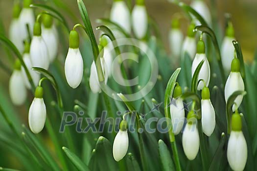 Bunch of snowdrops