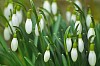 Bunch of snowdrops
