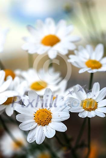 Daisies with waterdrops