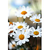 Daisies with waterdrops