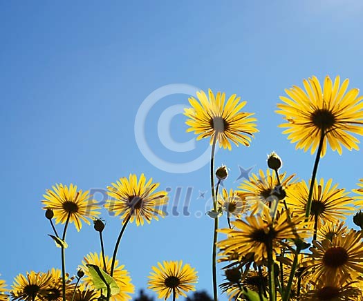 Yellow flowers under the sun