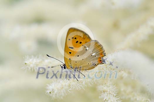 Butterfly on a white branch Butterfly on a white branch
