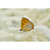 Butterfly on a white branch