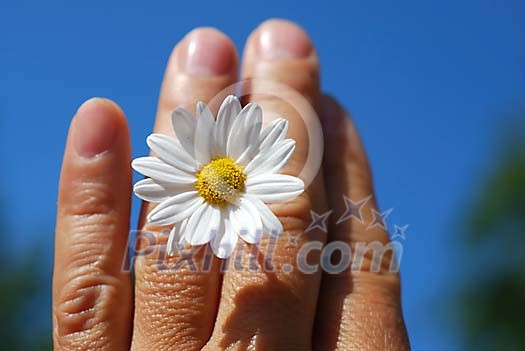 Male hand holding a daisy