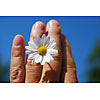 Male hand holding a daisy