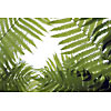 Fern leaves background