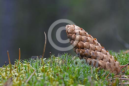 Single cone on the moss