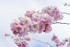 Japanese cherry blossoming