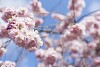 Japanese cherry blossoming