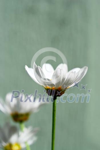 Blooming daisy from the side Blooming daisy from the side