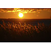 Sunset over the hay field