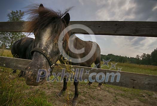 Horse looking through the fence