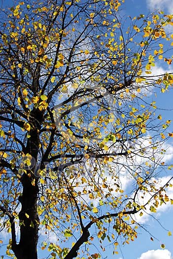 Last leaves on a birch Last leaves on a birch