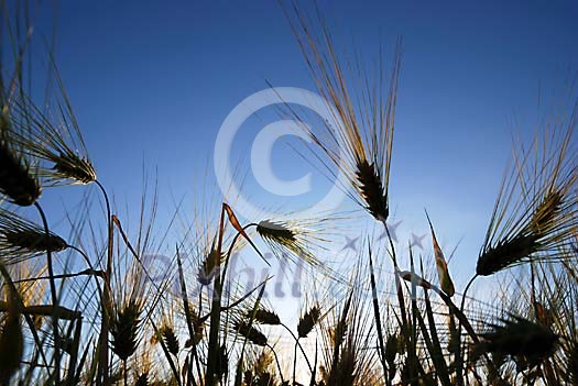 Rye field on a backlight Rye field on a backlight