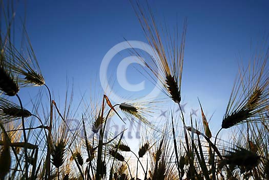 Rye field on a backlight