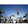 Rye field on a backlight