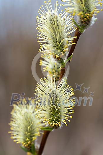 Close up of a willow catkins Close up of a willow catkins