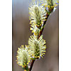 Close up of a willow catkins