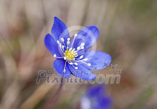 Close up of a common hepatica