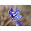 Close up of a common hepatica
