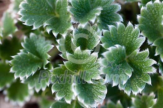 Background of green leaves Background of green leaves