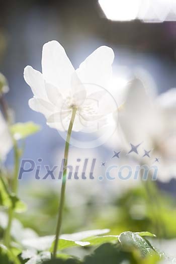 Close up of a wood anemone