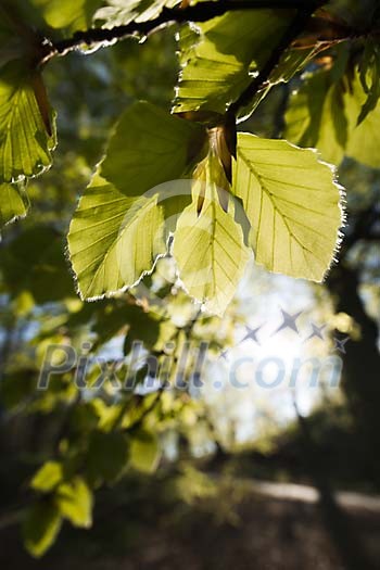Close-up of leaf in backlight