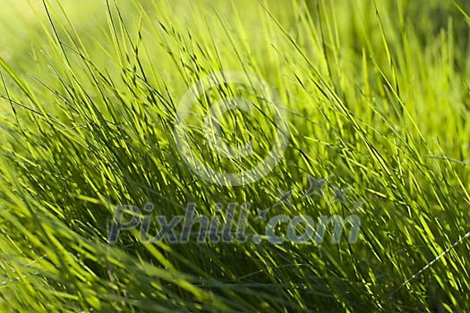 Background of a sunny grass