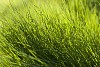 Background of a sunny grass