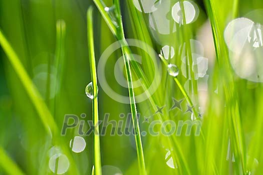 Waterdrops on the stalks of grass