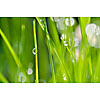 Waterdrops on the stalks of grass