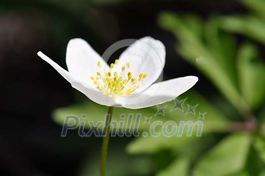 Blooming single wood anemone