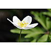 Blooming single wood anemone