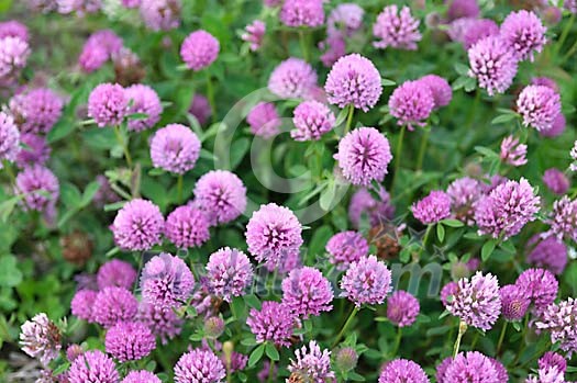 Purple clover flowers Purple clover flowers